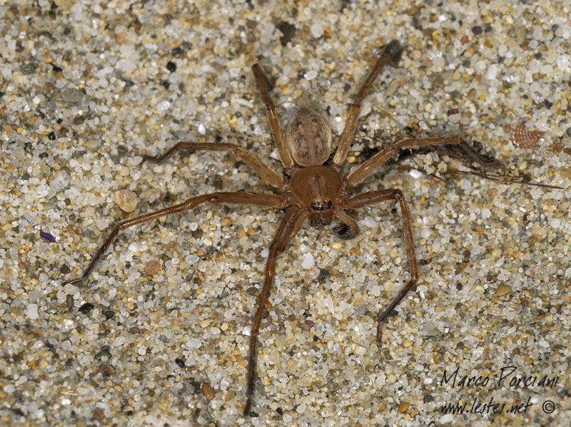 Identificazione ragno Maremma